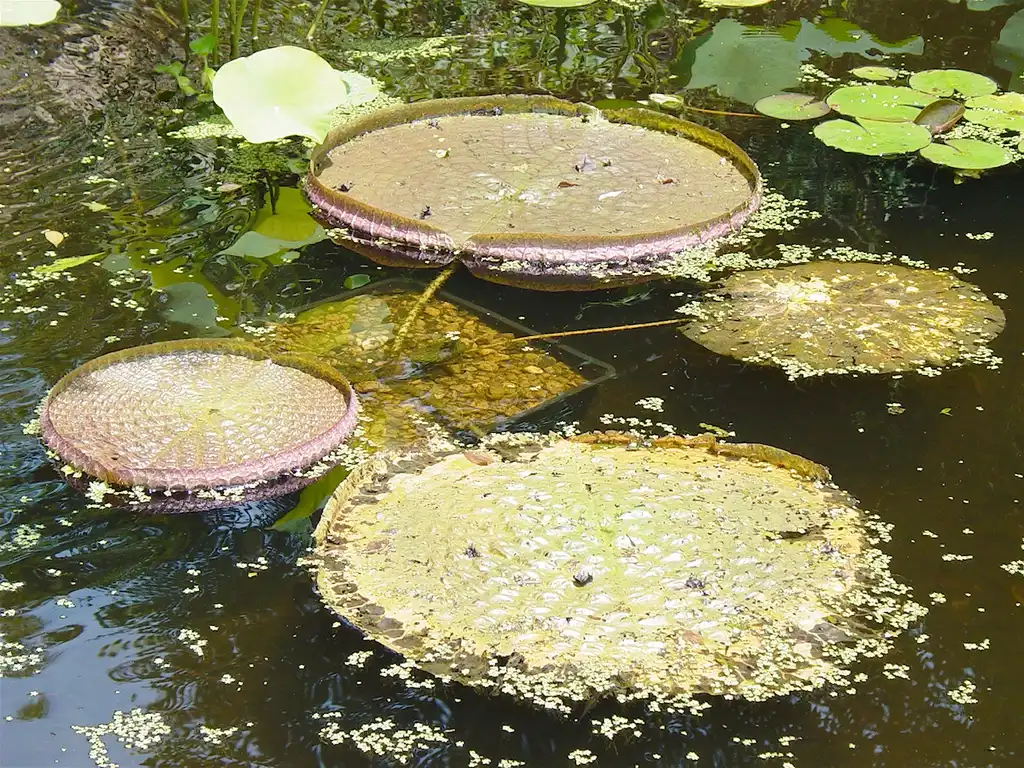 Photo of Victoria cruziana (Victoria cruzianas)