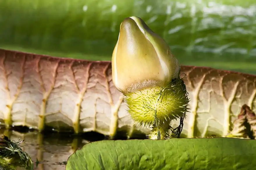 Photo of Victoria cruziana - Flower Bud:Pikist