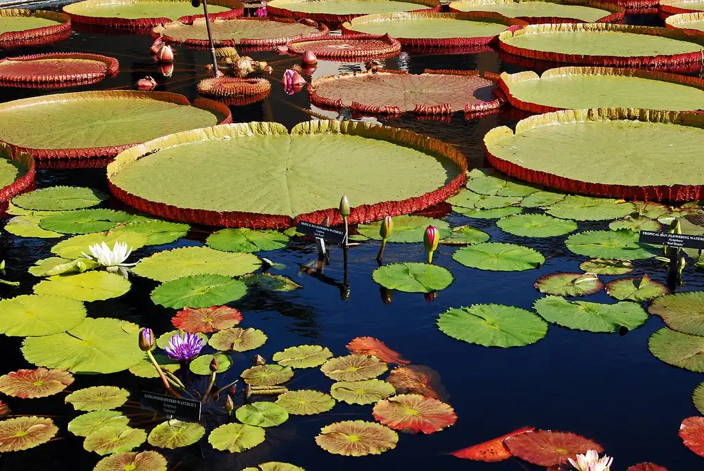 Photo of Victoria 'Longwood Hybrid' (Victoria 'Longwood Hybrid's)