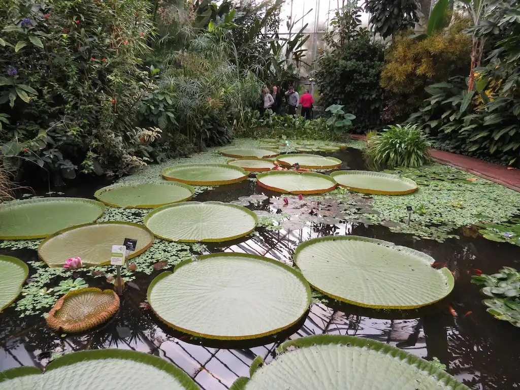 Photo of Victoria 'Longwood Hybrid' (Victoria 'Longwood Hybrid's)