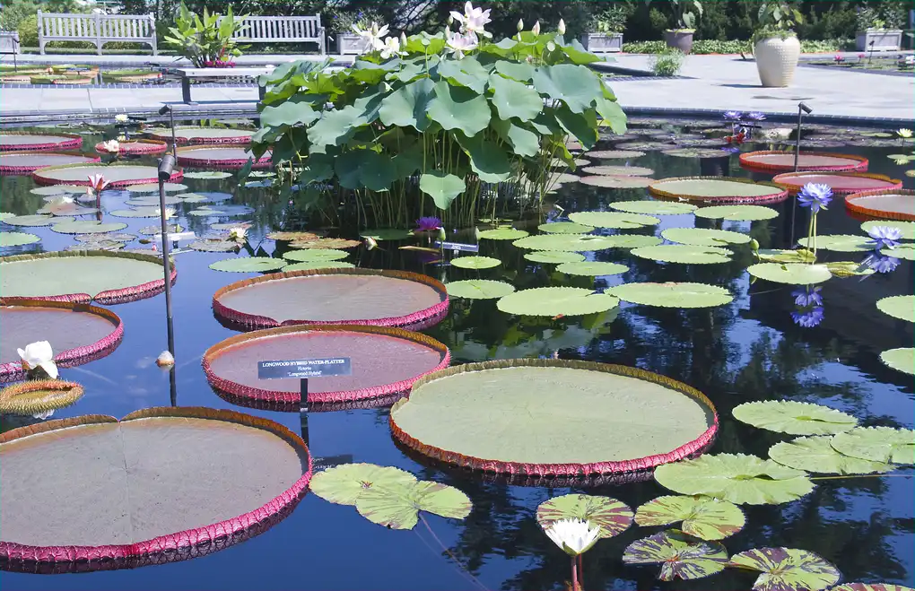 Photo of Victoria 'Longwood Hybrid' - Victoria 'Longwood Hybrid':Ron Cogswell
