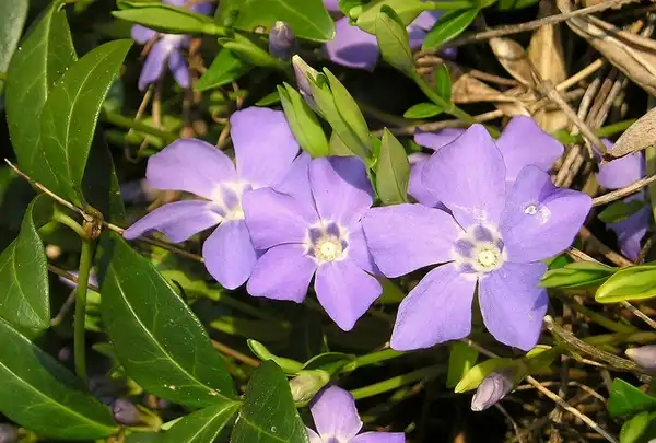 Photo of Vinca major (Vinca majors)