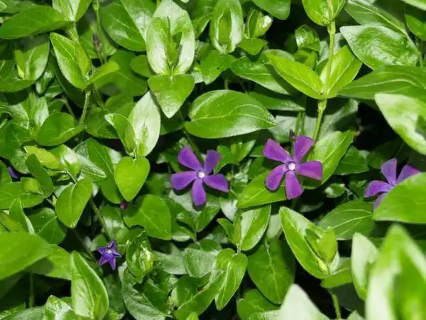 Photo of Vinca major (Vinca majors)