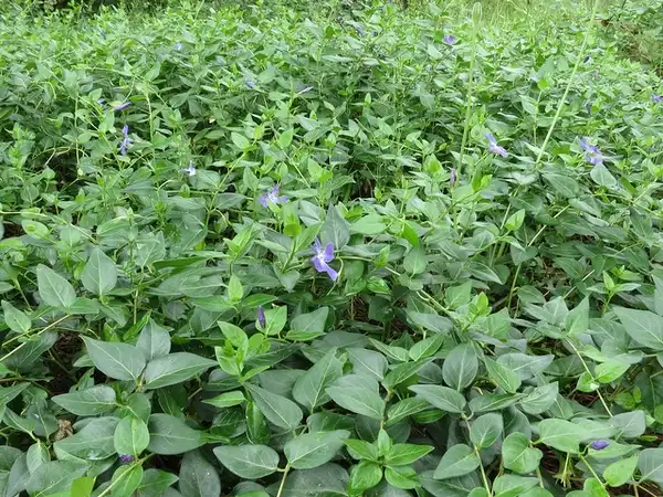 Photo of Vinca major - Leaves:Donald Hobern