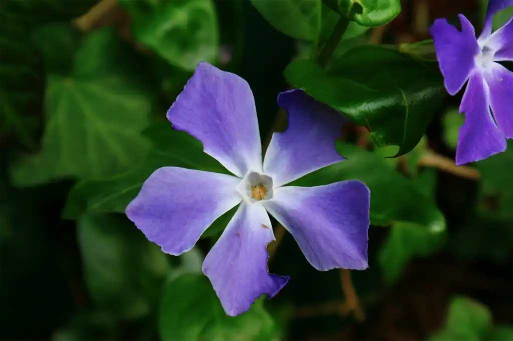 Photo of Vinca major - Flower:Prosthetic Head