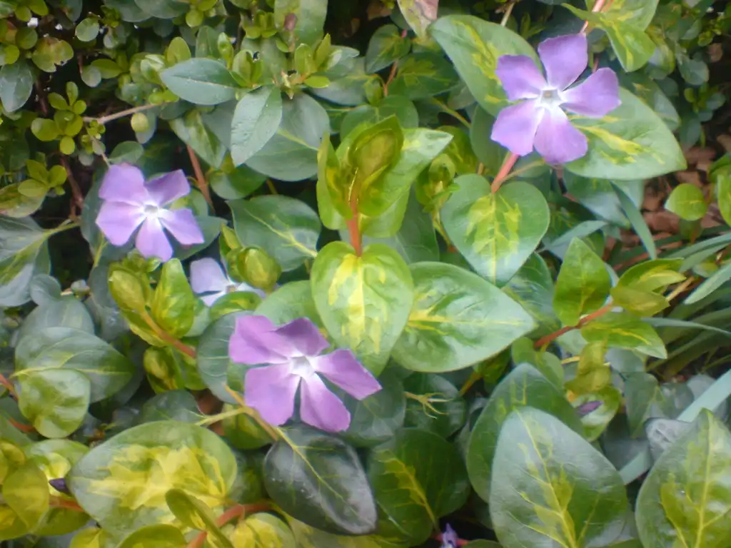 Photo of Vinca major - cultivars:Author Dalma Dénes