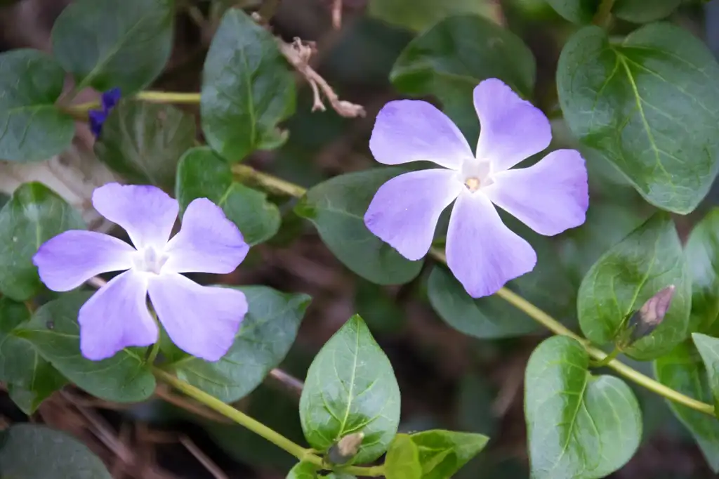 Photo of Vinca major - Flowers:Paul Asman and Jill Lenoble