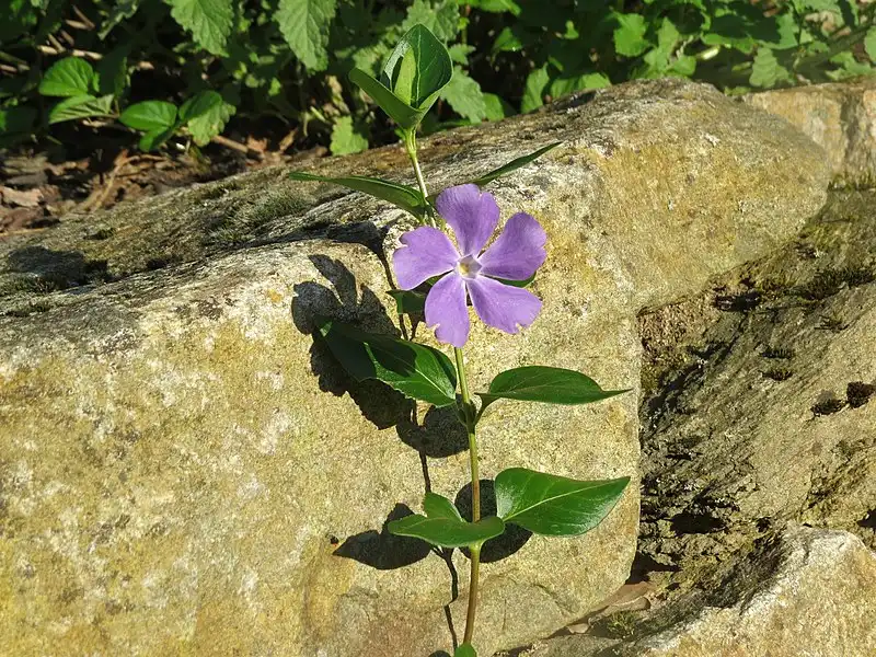 Photo of Vinca major - Form:GT1976