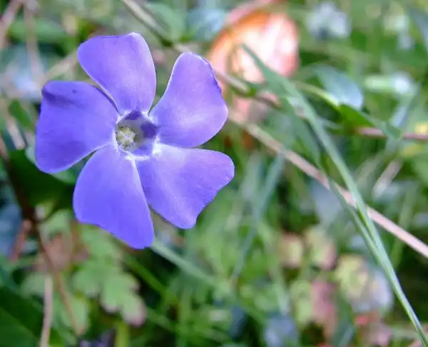 Фото Vinca minor (Vinca minors)