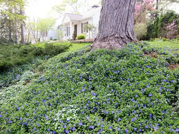 Фото Vinca minor (Vinca minors)