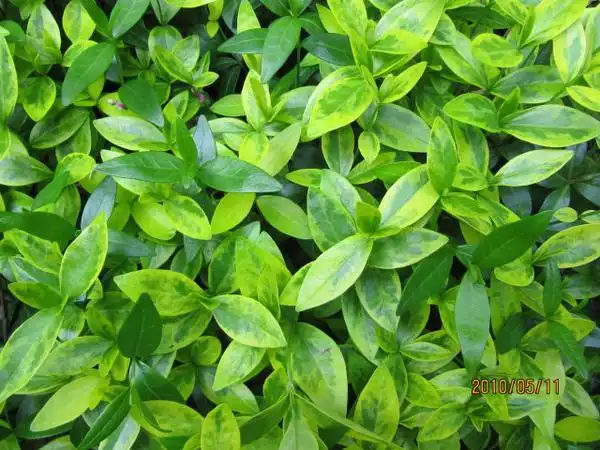 Фото Vinca minor - Leaves:Leonora Enking