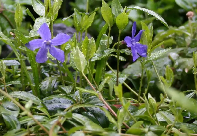 Фото Vinca minor - Vinca minor:color line