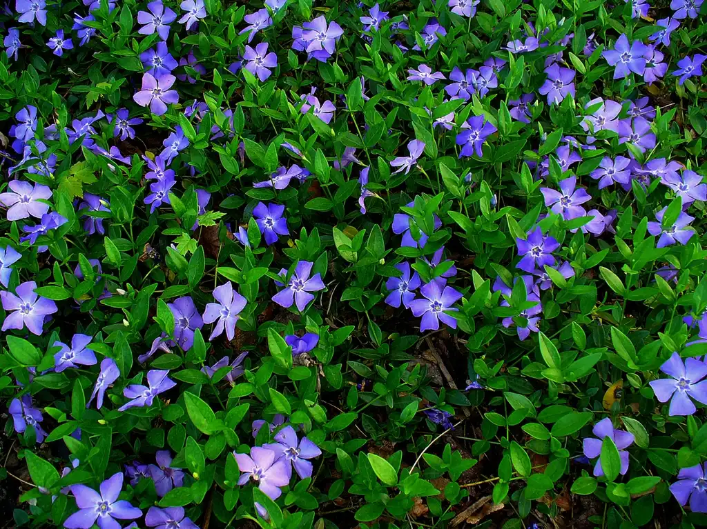 Фото Vinca minor - Vinca minor:H. Zell