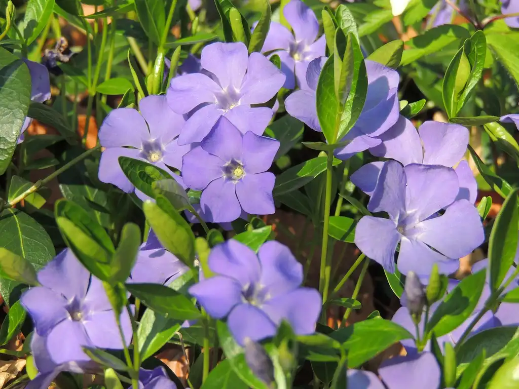Фото Vinca minor - Vinca minor:xulescu_g