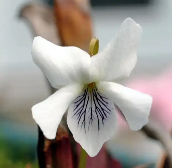 Фото Viola blanda (Viola blandas)