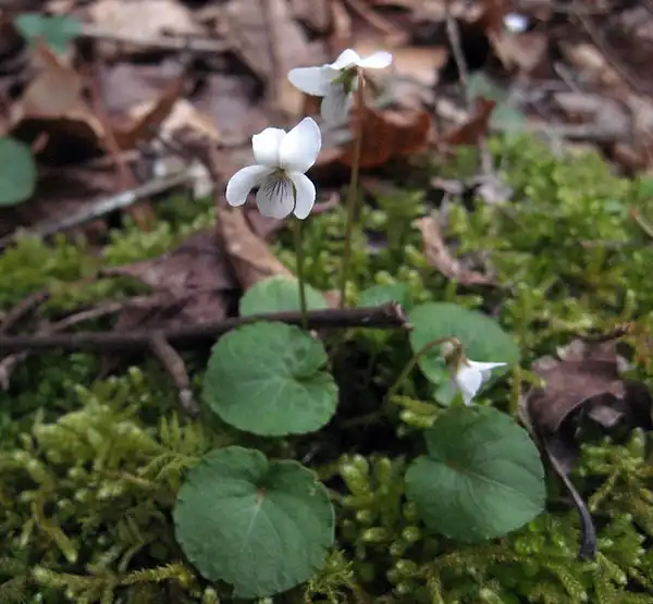 Фото Viola blanda (Viola blandas)