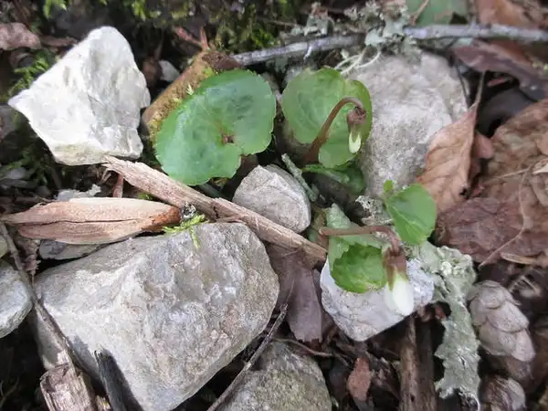 Фото Viola blanda - Habit:Cathie Bird