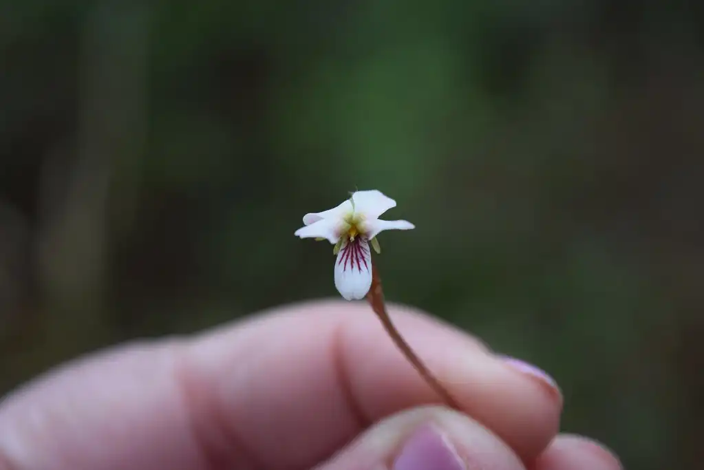 Фото Viola blanda - Perspective of flower size:Stephanie Harvey