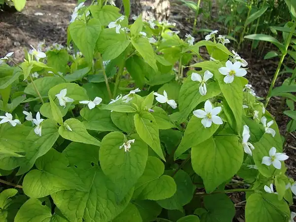 Фото Viola canadensis (Viola canadensiss)