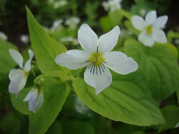 Фото Viola canadensis (Viola canadensiss)