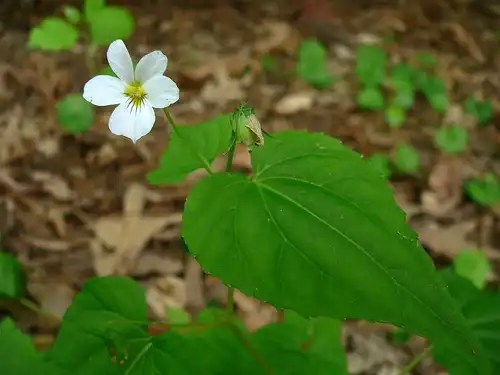 Фото Viola canadensis - Leaf:Arx Fortis