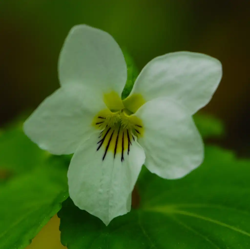 Фото Viola canadensis - Canada Violet Viola canadensis:Joshua Mayer