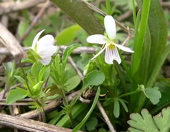 Фото Viola canadensis - Canada Violet Viola canadensis:Jay Sturner