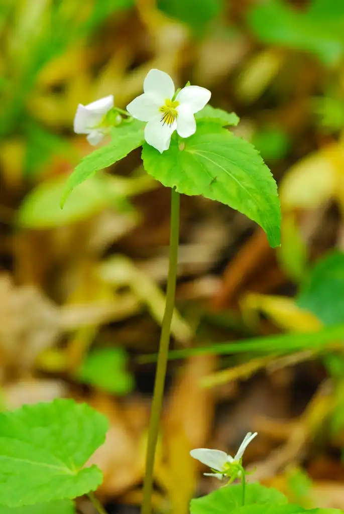 Фото Viola canadensis - Canada Violet Viola canadensis:Joshua Mayer
