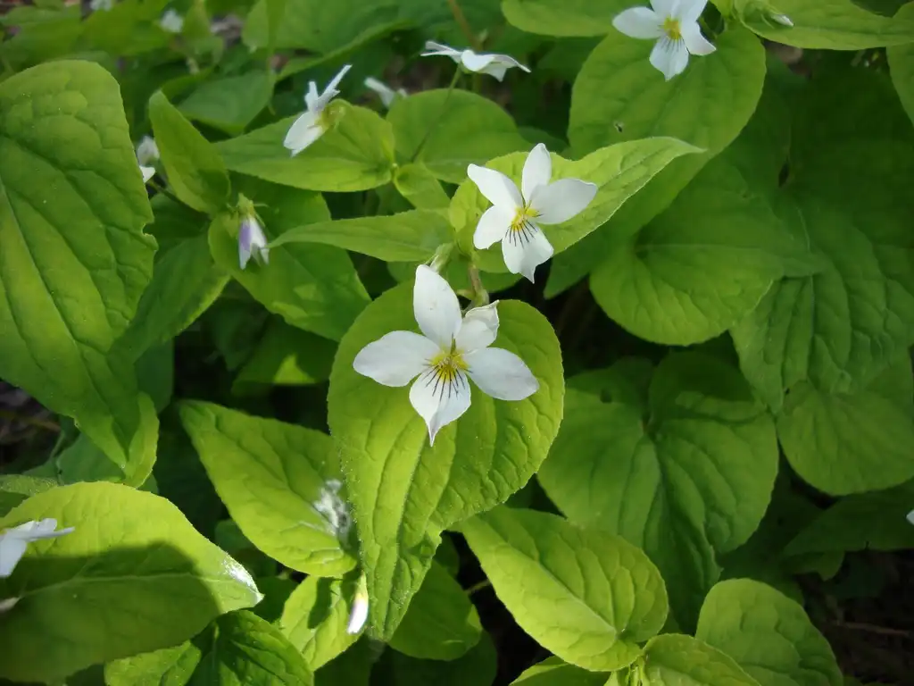 Фото Viola canadensis - Viola canadensis:Anneli Salo