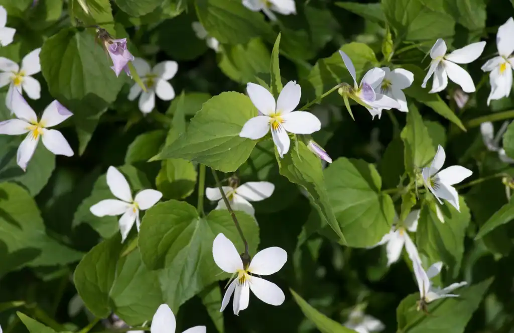Фото Viola canadensis - Viola canadensis:Dinkum
