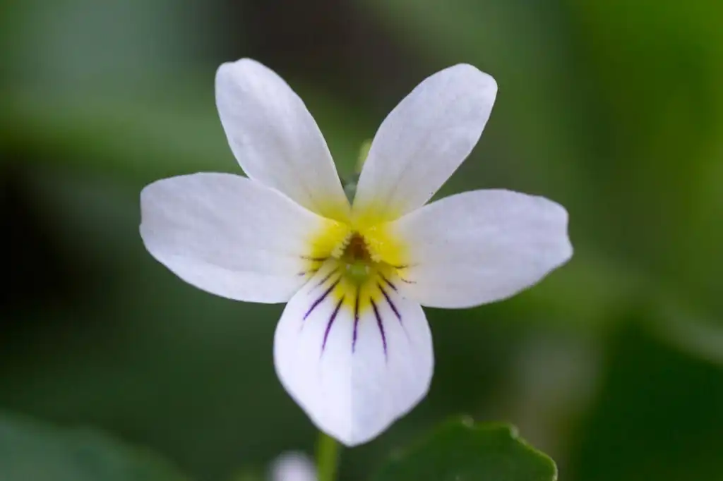 Фото Viola canadensis - Viola canadensis:Scott
