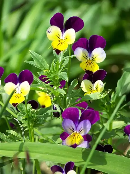 Photo of Viola cornuta (Viola cornutas)