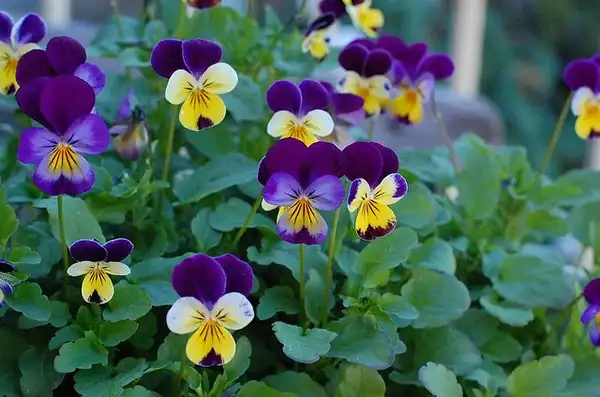 Photo of Viola cornuta - Flower and foliage:Kate Foy