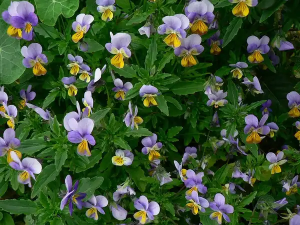 Photo of Viola cornuta - Habit:Hunda