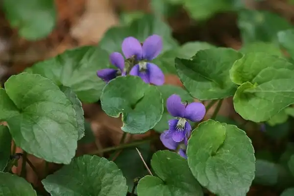 Фото Viola cucullata (Viola cucullatas)