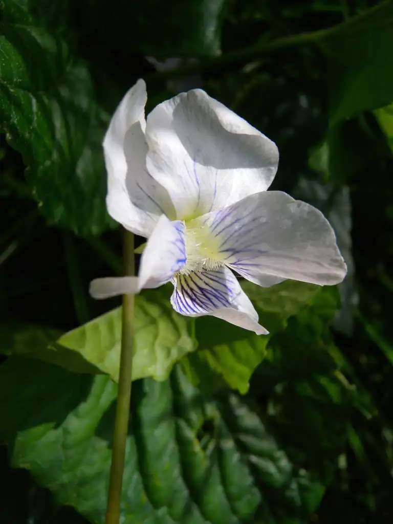 Фото Viola cucullata (Viola cucullatas)