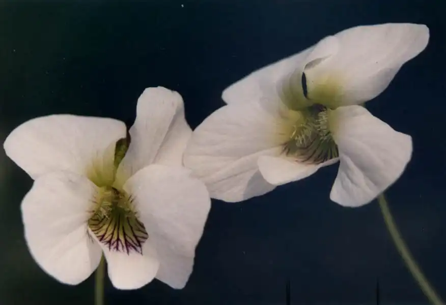 Фото Viola cucullata - Viola cuculata 'Striata Alba':Ghislan118 (AD)