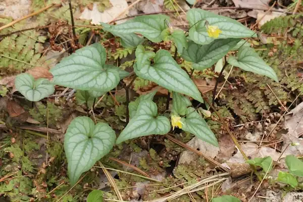 Photo of Viola hastata (Viola hastatas)
