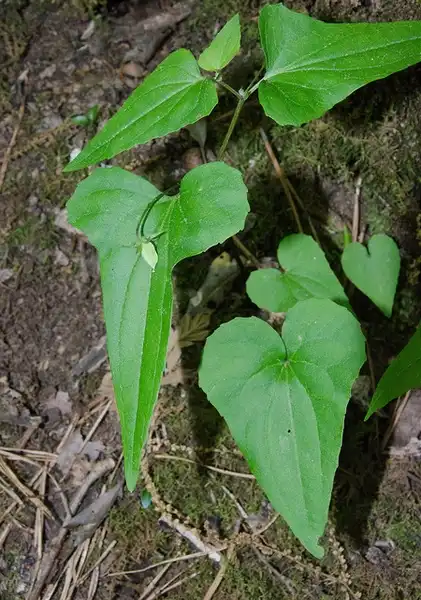 Photo of Viola hastata (Viola hastatas)