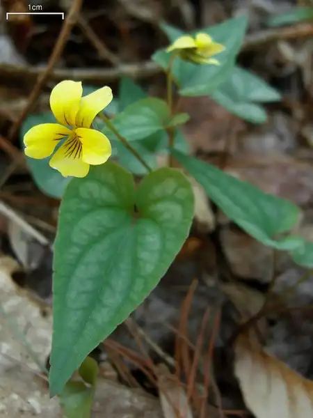 Photo of Viola hastata - Flower and foliage:Jason Hollinger