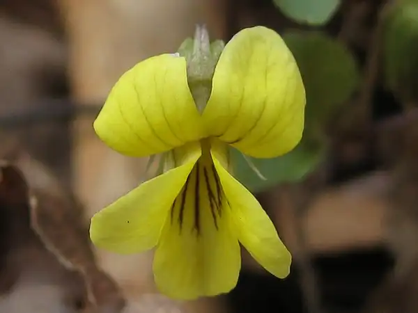 Photo of Viola hastata - Flower close up:Cathie Bird