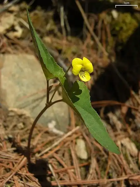 Photo of Viola hastata - Stem formation:Jason Hollinger
