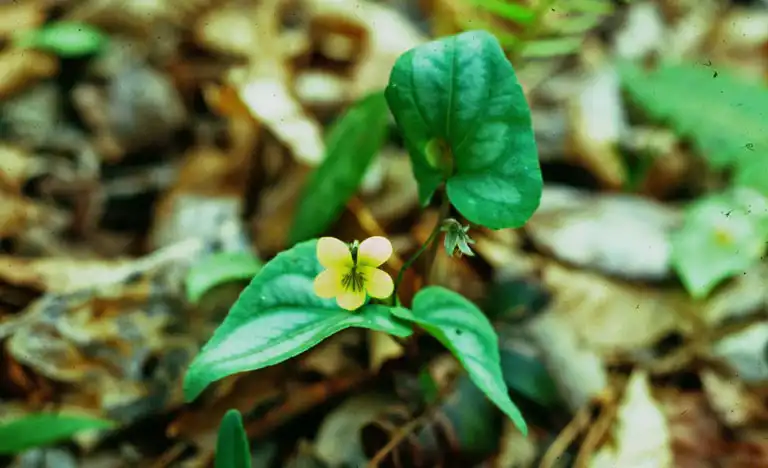 Photo of Viola hastata - Habitat:Charles T. Bryson, USDA Agricultural Resource Service, Bugwood.org