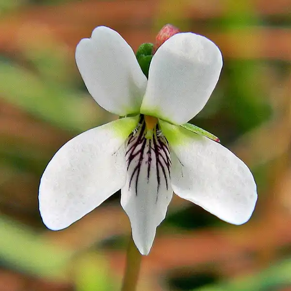 Foto de Viola lanceolata (Viola lanceolatas)