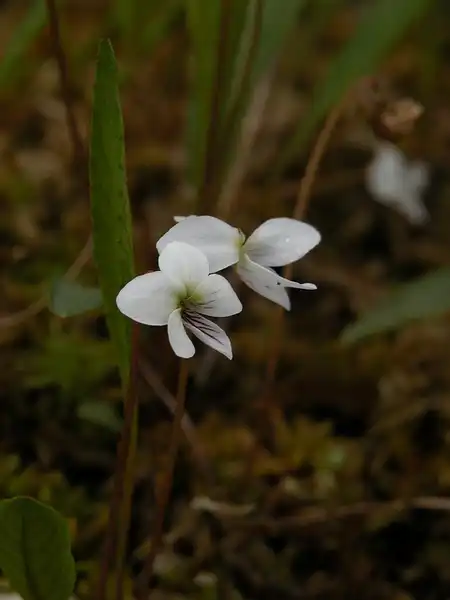 Foto de Viola lanceolata (Viola lanceolatas)