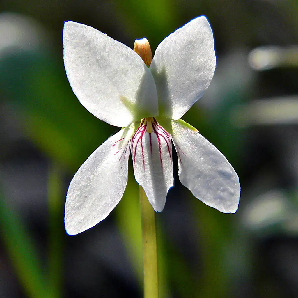 Foto de Viola lanceolata - Viola lanceolata (backlit):Bob Peterson