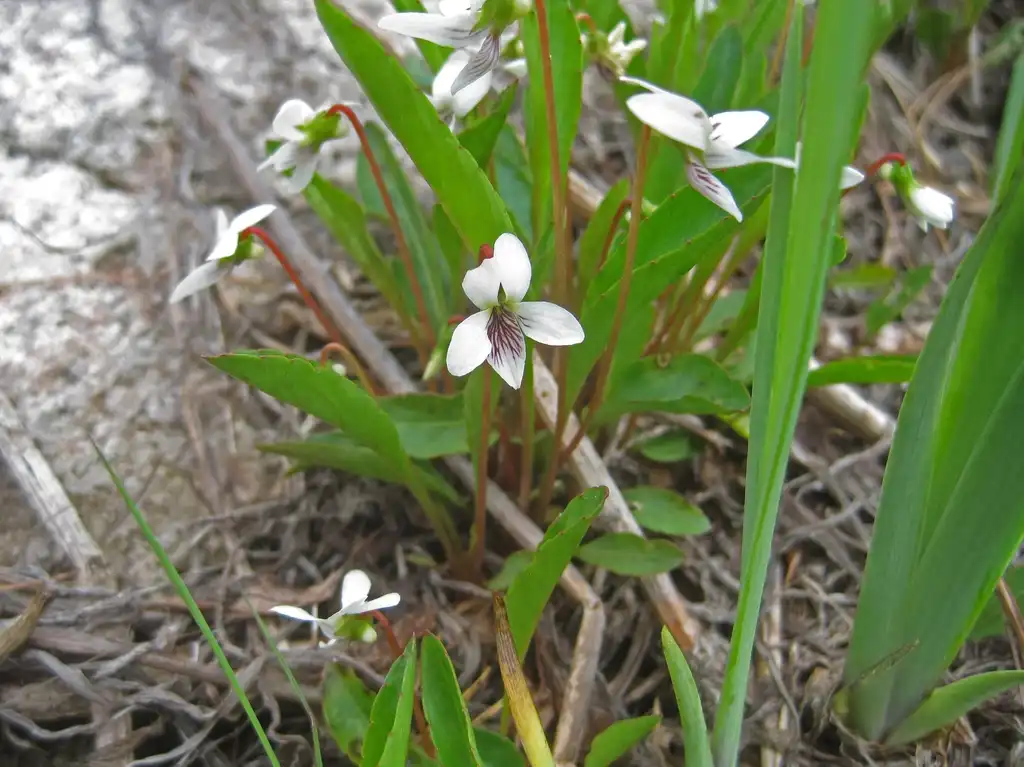 Foto de Viola lanceolata - Viola lanceolata:Rob Routledge