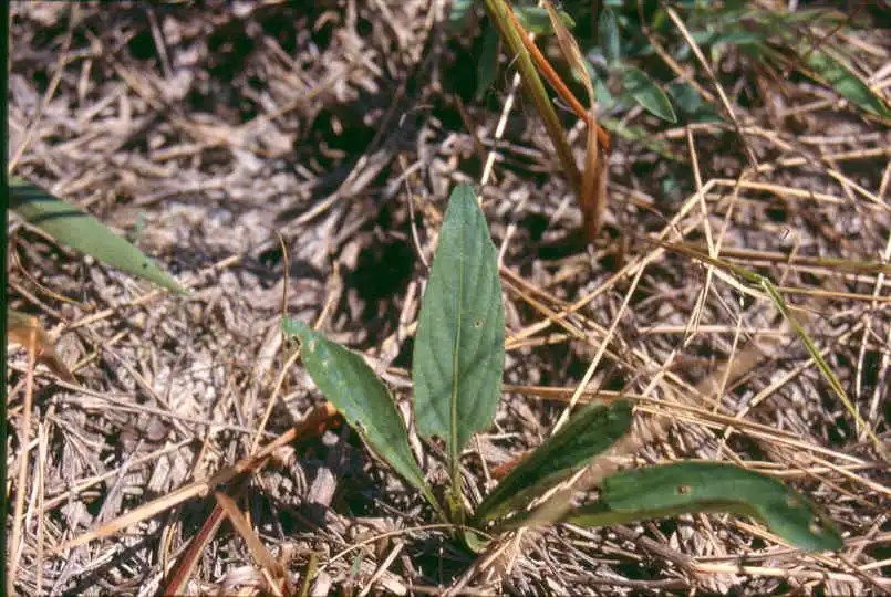 Foto de Viola lanceolata - Viola lanceolata:Superior National Forest