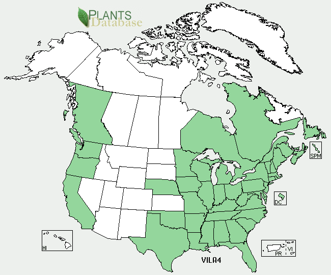 Foto de Viola lanceolata - Native territory:US Dept. of Agriculture