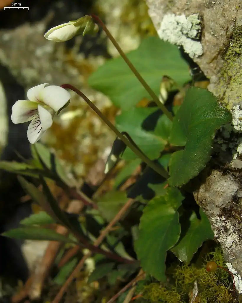 Фото Viola macloskeyi (Viola macloskeyis)